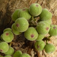 Ficus racemosa L.